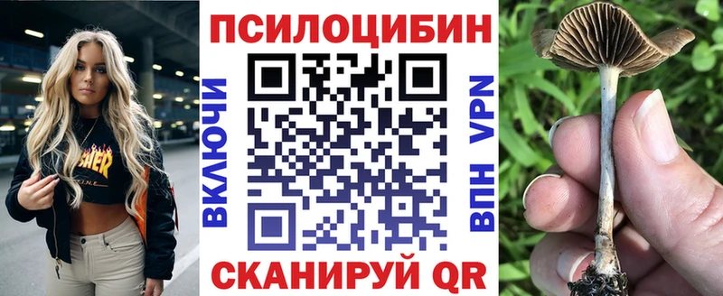 как найти закладки  Чкаловск  Псилоцибиновые грибы Psilocybe 